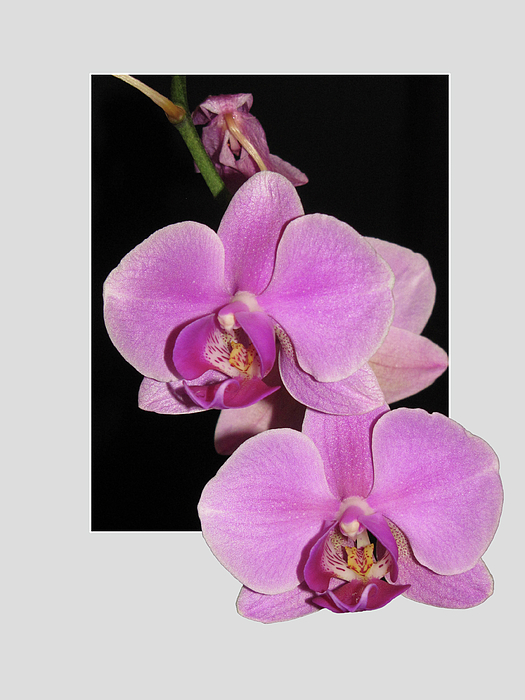 Robin Gutkin - Eager Orchids