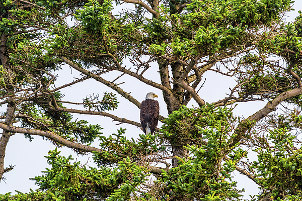 Marv Vandehey - Eagle in Tree on Yaquina Head