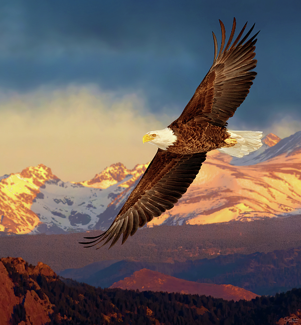 Judi Dressler - Eagle Soaring in the Rockies III