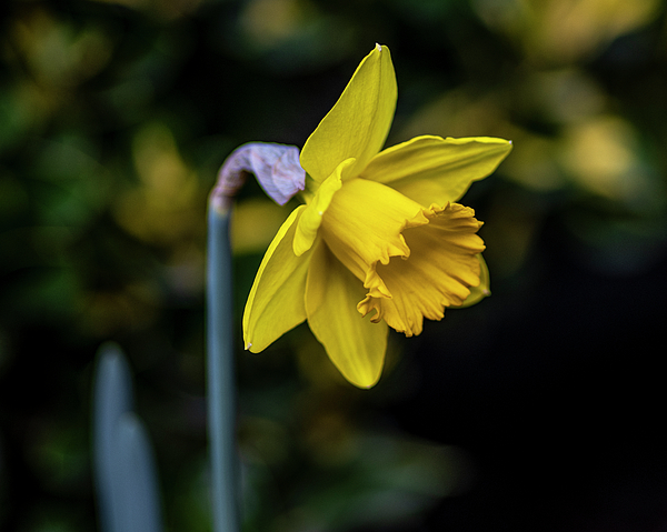 Keren Fishman - Early Spring Daffodil