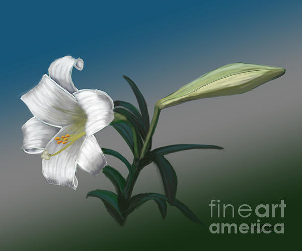 Gary F Richards - Easter Lily