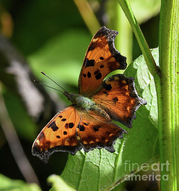 Kerri Farley - Eastern Comma Butterfly on a Leaf
