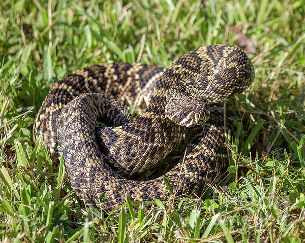 Eastern Diamondback rattlesnake Greeting Card by Rodney Cammauf