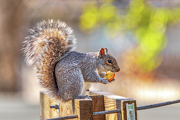 Donald Lanham - Eastern Gray Squirrel Eating an Orange