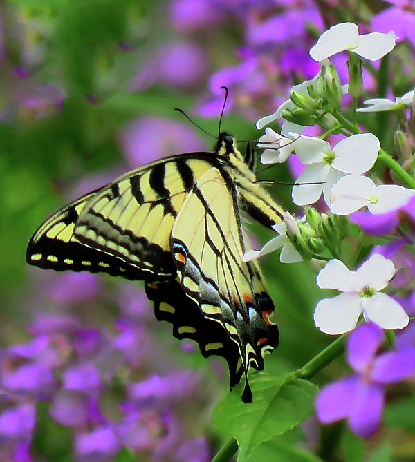 Rebecca Grzenda - Eastern Tiger Swallowtail Butterfly