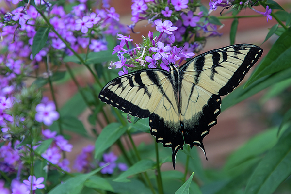 Candice Lowther - Eastern Tiger Swallowtail