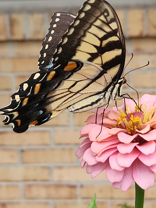 Pearl Allen - Eastern Tiger Swallowtail