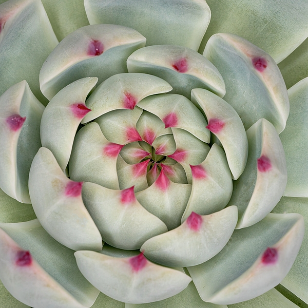 Portrait Photographs