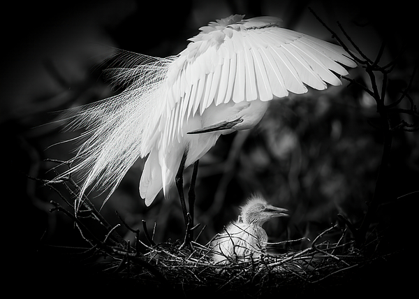 Patti Deters - Egret Chick in Nest with Parent BW