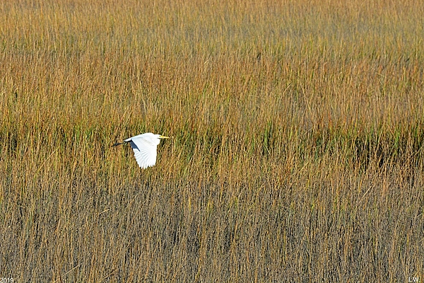 Lisa Wooten - Egret Flying Over The Reeds