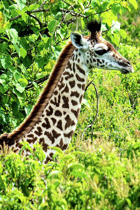 Leslie Struxness - Elegant profile of an African Giraffe 