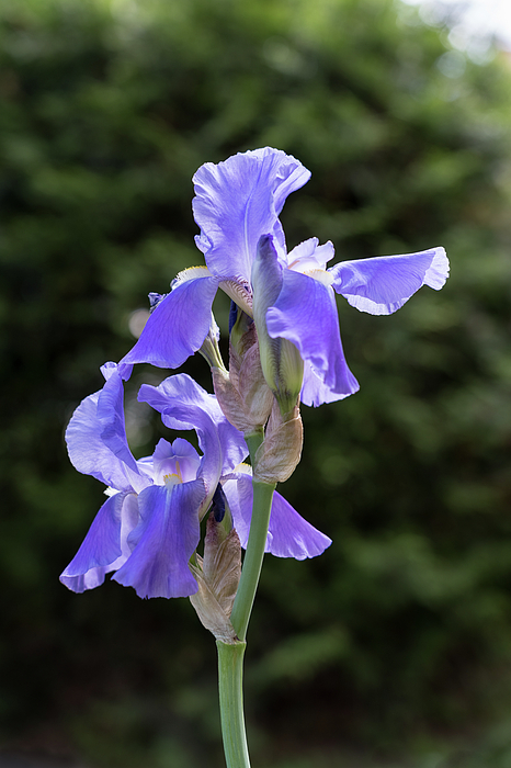 Georgia Mizuleva - Elegant Purple Iris in Bloom