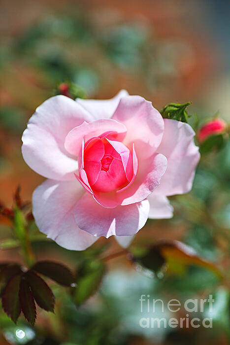 Joy Watson - Elegant Single Pink Summer Rose 
