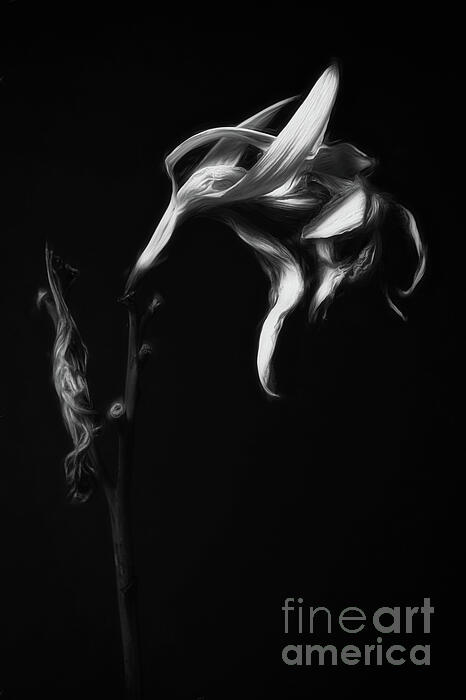 Flowers Still Life Photographs