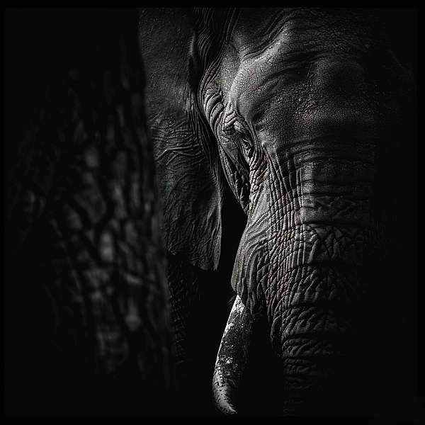 Athena Mckinzie - Elephant And Dramatic Lighting