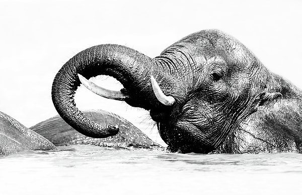 Joan Carroll - Elephant Chobe National Park Botswana