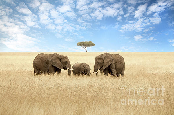 Baby African elephant Photograph by Jane Rix - Fine Art America