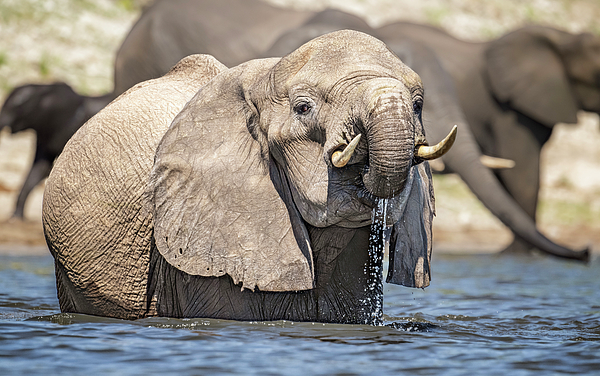 Joan Carroll - Elephant Having a Drink Botswana