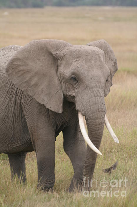 Saving Memories By Making Memories - Elephant in the Wild