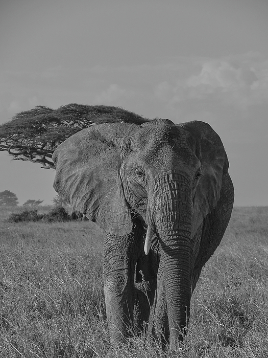 Deborah Korzen - Elephant Of The Serengeti