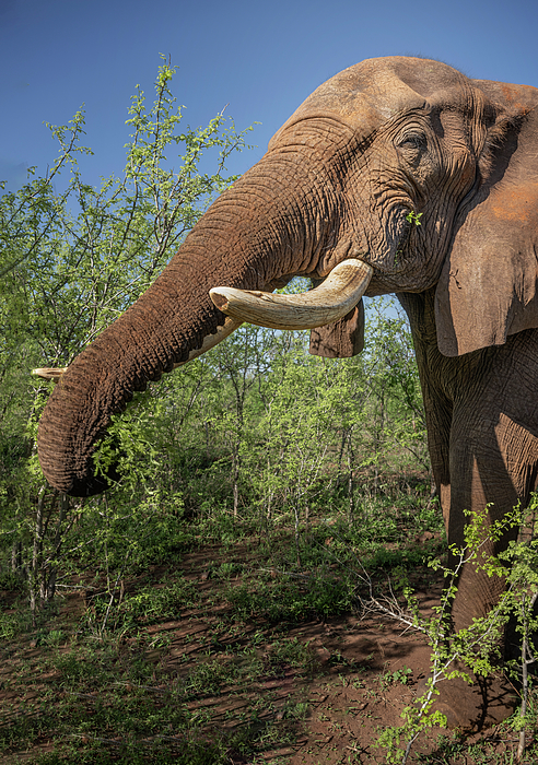 Joan Carroll - Elephant Zimbabwe Africa