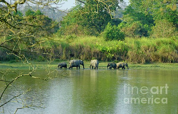 Shantanav Chitnis - Elephants in a river