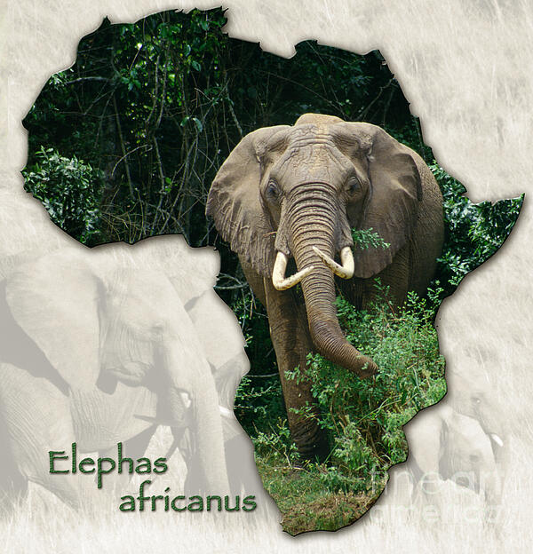 Mark Laurie - Elephas Africanus