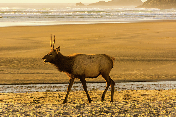 Marv Vandehey - Elk on Beach in Golden Hour Light