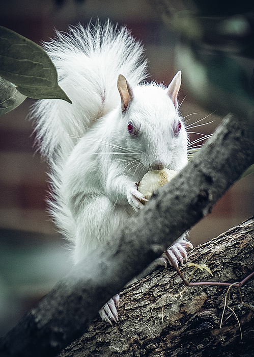 White Squirrel Art Print