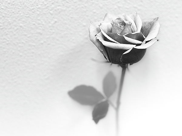 Kerstin Epifanio - Emerging Single Rose
