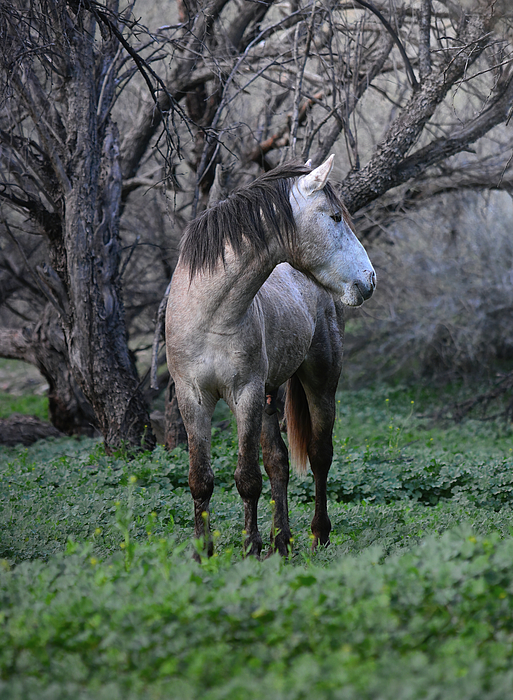Rewild The Wild - The Enchanted Forest Horse