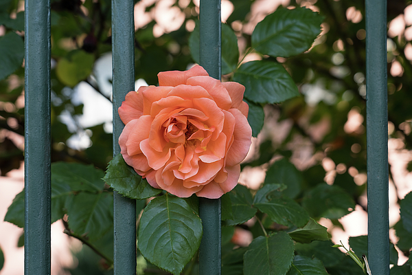 Georgia Mizuleva - Escape Artist - Blooming Peach-colored Rose Outside a Garden Fence