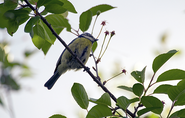 Eurasian Blue tit, a species of Tits or Paridae, scientific name Cyanistes  caeruleus . A small song bird known for agility and acrobatic skills  sitting on a branch of a tree with