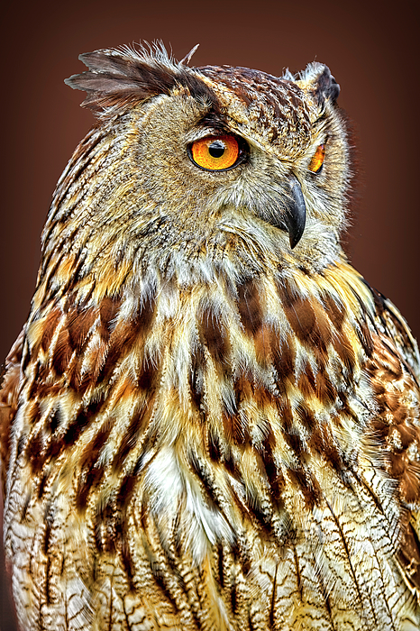 Marcia Colelli - Eurasian Eagle Owl