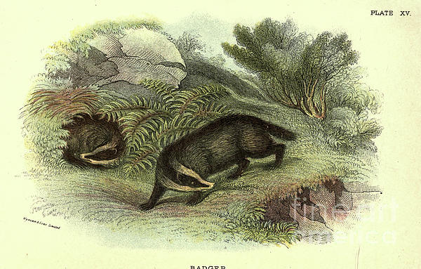 Wildlife Art