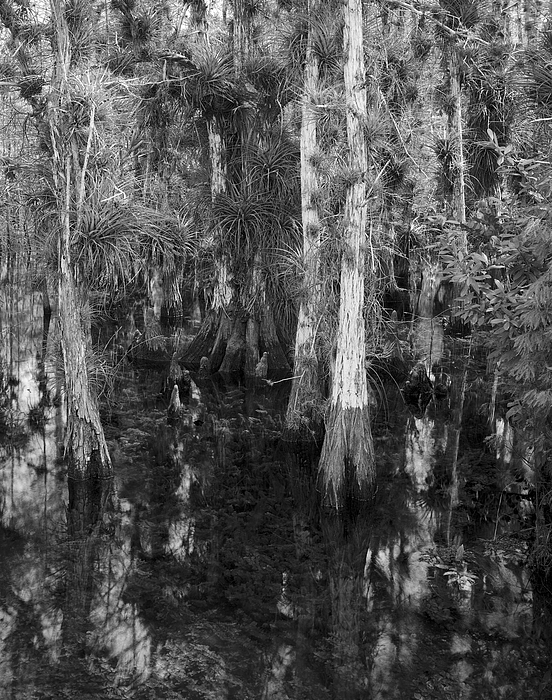 Rudy Umans - Everglades Cypress with airplants vertical 