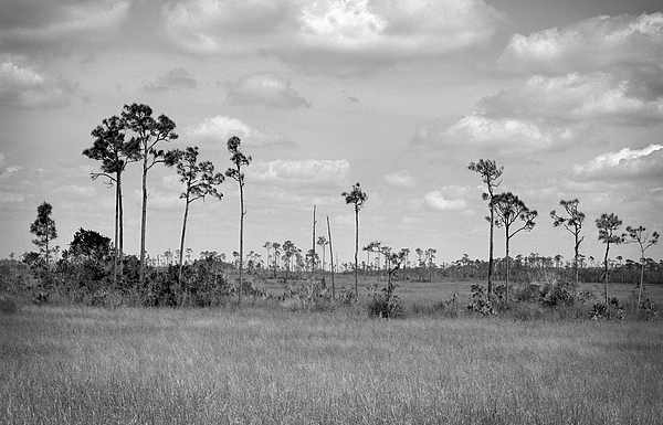 Rudy Umans - Everglades Pahayokee pine trees island 