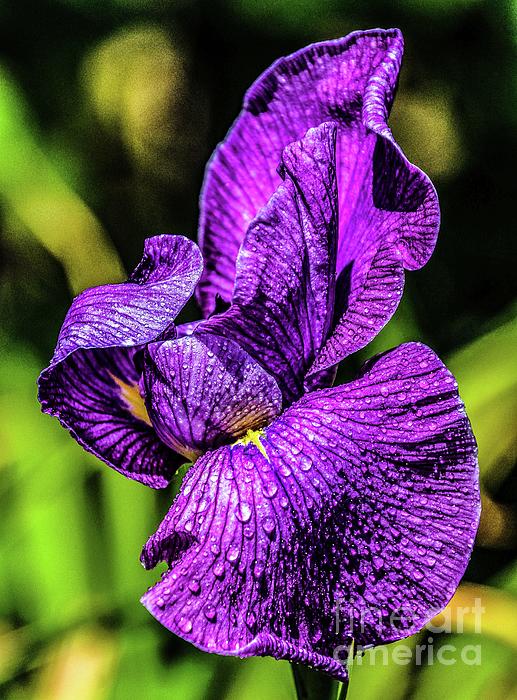 Cindy Treger - Exquisite Purple Iris