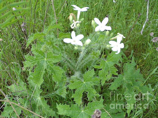 Extremely Poisonous Stinging Bull Nettle Wildflower-One Greeting Card ...