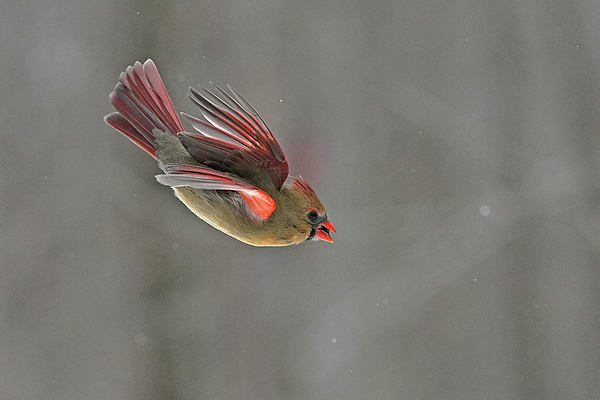 Asbed Iskedjian - Eye-contact with Lady Cardinal in-flight