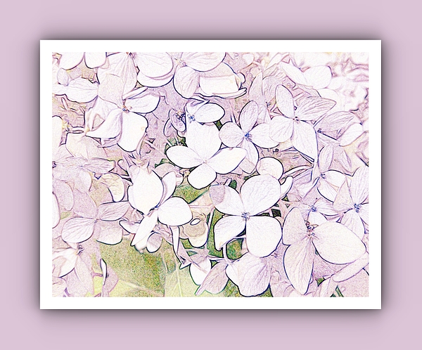 Marian Bell - Fading Spring Hydrangeas - Colored Pencil with Blue and Cranberry Overlays - Framed