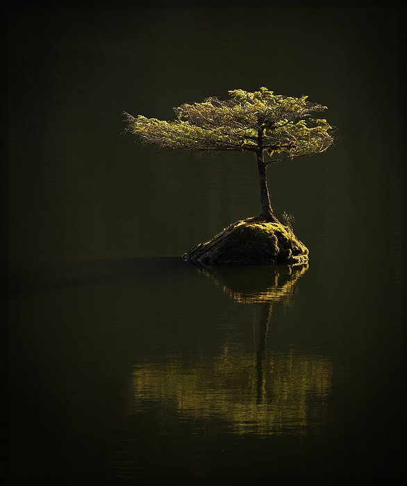 Tracy Munson - Fairy Lake Bonsai Tree