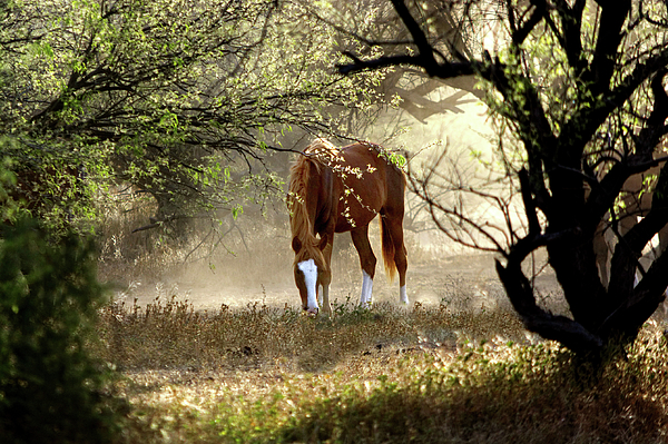 Rewild The Wild - Fairytale Mustang Forest Landscape
