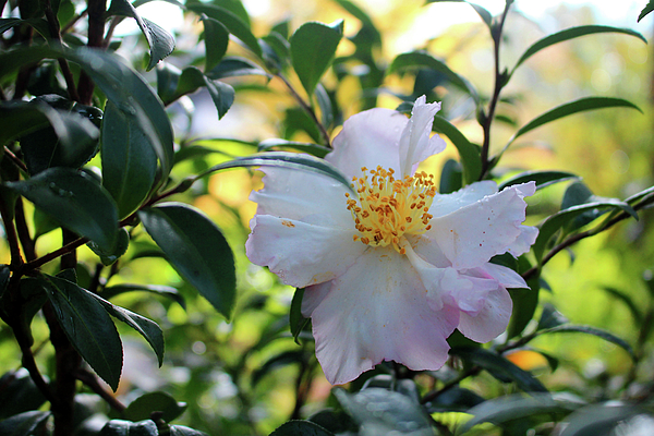 Cynthia Guinn - Fall Blooming Camellia 