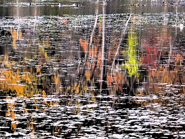 Tom Halseth - Fall colors on the Pond
