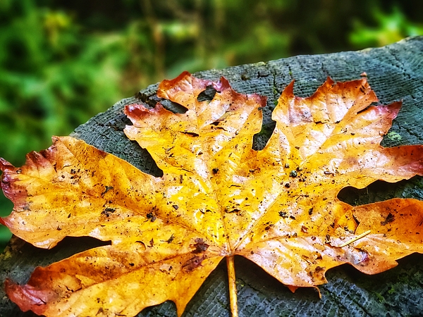 Adam Copp - Fall in a Leaf