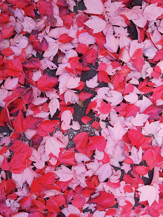 Fall Photographs