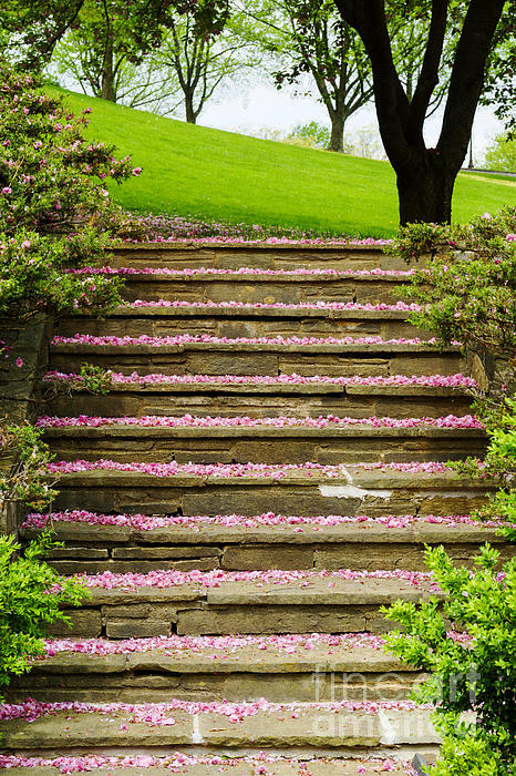 William Kuta - Fallen cherry blossom petals cover steps on the grounds of Glenview Mansion at Rockville Civic Center Park in Rockville, Maryland