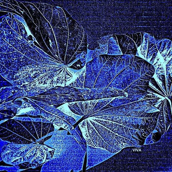 VIVA Anderson - Fallen Leaves At Midnight