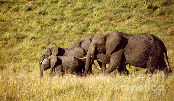 Mark Laurie - Family of Elephants